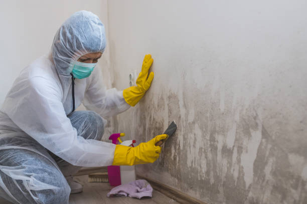 Trusted Medina, TX Mold Removal Experts